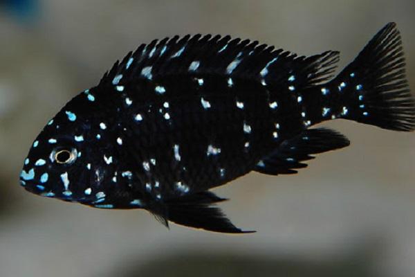 Cá Ali: Đặc điểm, phân loại, giá bán và cách nuôi - 6