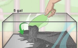 Cách chuẩn bị bể nuôi và chăm sóc cá Bống Peacock bột - shopmini