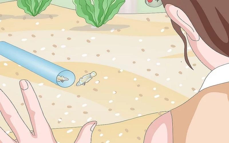 Cách chuẩn bị bể nuôi và chăm sóc cá Bống Peacock bột 15