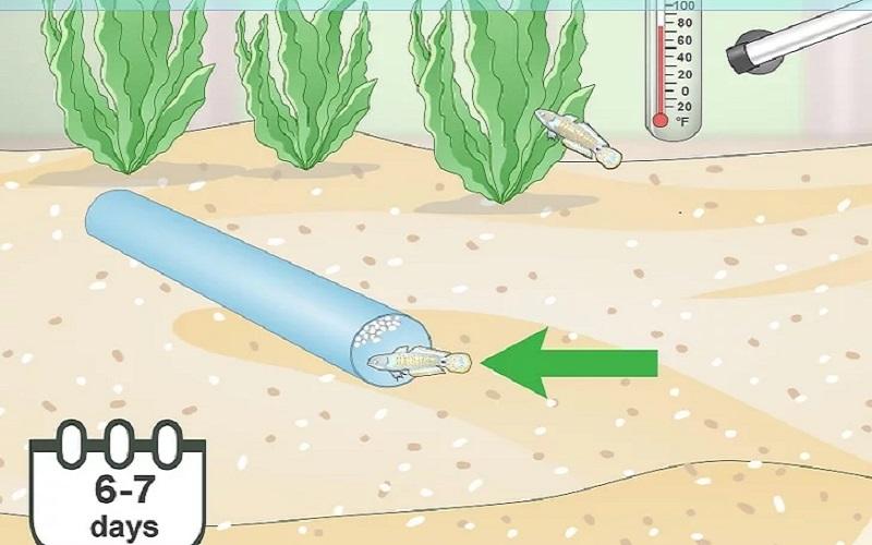 Cách chuẩn bị bể nuôi và chăm sóc cá Bống Peacock bột 15