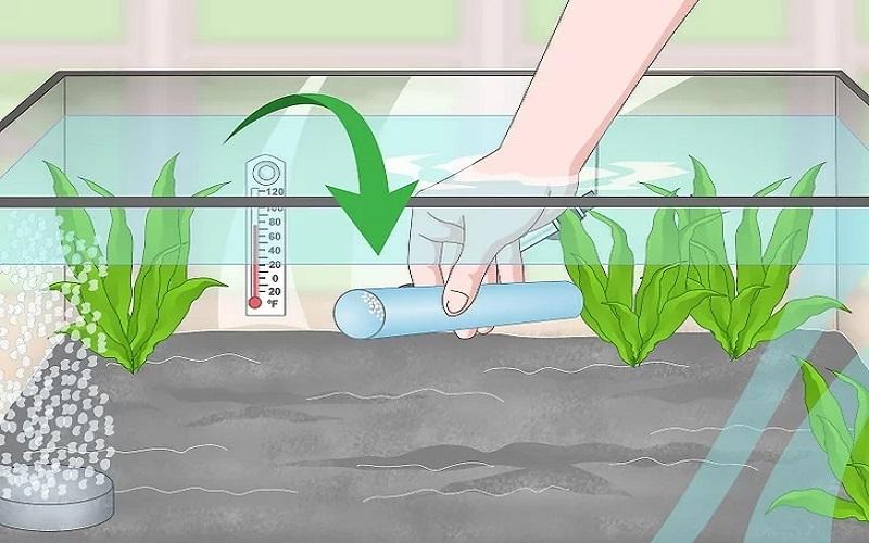 Cách chuẩn bị bể nuôi và chăm sóc cá Bống Peacock bột 15