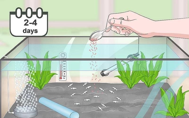 Cách chuẩn bị bể nuôi và chăm sóc cá Bống Peacock bột 15