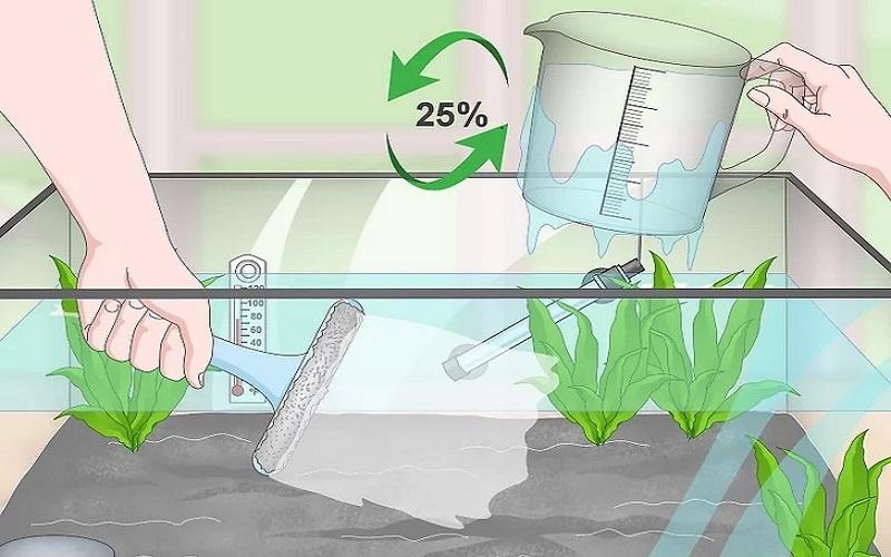 Cách chuẩn bị bể nuôi và chăm sóc cá Bống Peacock bột 15