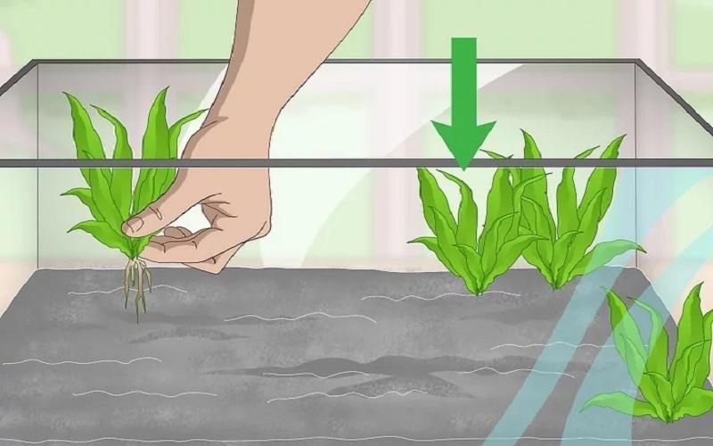 Cách chuẩn bị bể nuôi và chăm sóc cá Bống Peacock bột 15