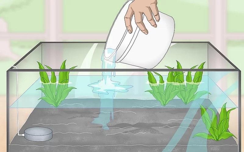 Cách chuẩn bị bể nuôi và chăm sóc cá Bống Peacock bột 15