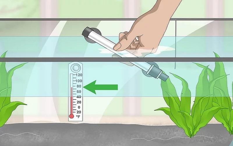 Cách chuẩn bị bể nuôi và chăm sóc cá Bống Peacock bột 15