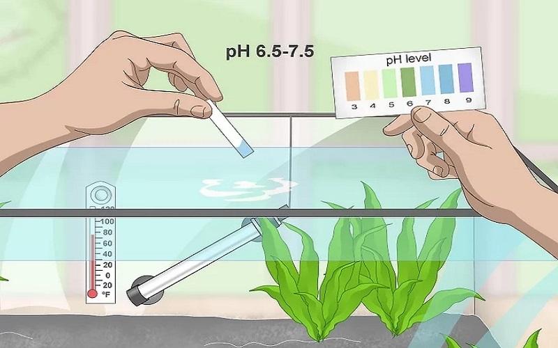 Cách chuẩn bị bể nuôi và chăm sóc cá Bống Peacock bột 15