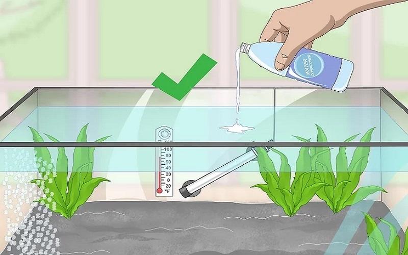 Cách chuẩn bị bể nuôi và chăm sóc cá Bống Peacock bột 15