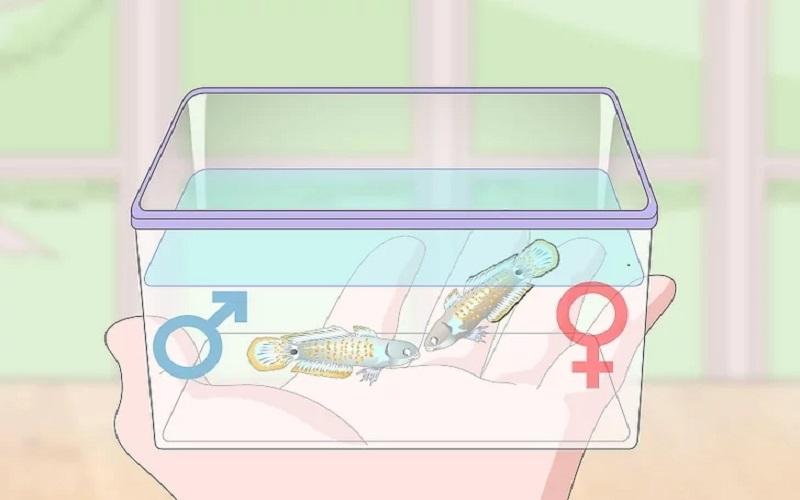 Cách chuẩn bị bể nuôi và chăm sóc cá Bống Peacock bột 15