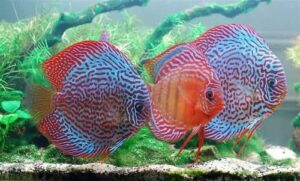 Cá Đĩa ăn gì? Cách nuôi? Giá bao nhiêu tiền? Mua, Bán ở đâu?