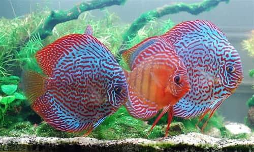 Cá Đĩa ăn gì? Cách nuôi? Giá bao nhiêu tiền? Mua, Bán ở đâu?