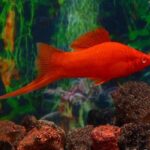 Cá Đuôi kiếm - Đặc tính và môi trường sống - Petmaster