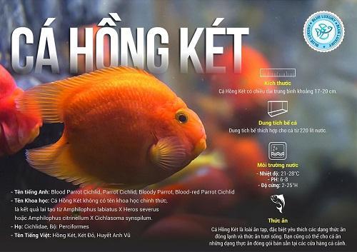 Cá hồng két ăn gì lên màu? Giá bao nhiêu tiền? Nuôi chung với cá