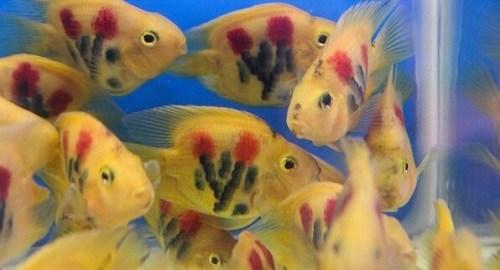 cá huyết anh vũ xăm