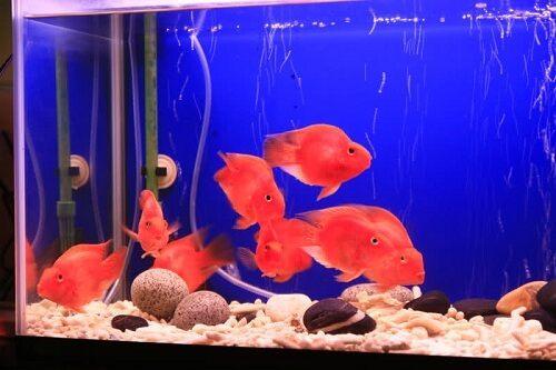 cá hồng két ăn gì