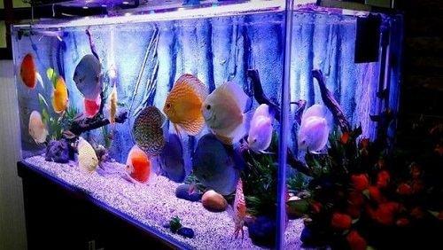 cá hồng két giá bao nhiêu