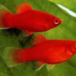 Giới thiệu, các loại cá mún đẹp, cách nuôi và sinh sản