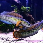 Cá Lóc Nữ Hoàng Đẹp Nhường Nào? Đặc Điểm & Cách Nuôi Chuẩn