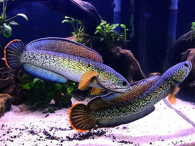 Cá Lóc Nữ Hoàng Đẹp Nhường Nào? Đặc Điểm & Cách Nuôi Chuẩn