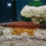 Top 7 siêu cá cảnh “đắt hơn vàng” - TintucOnline