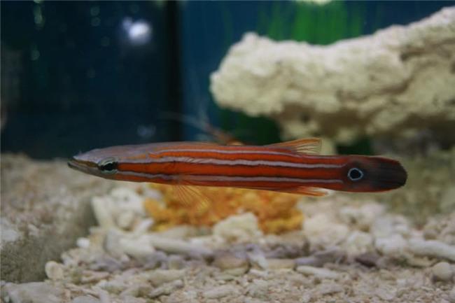 Top 7 siêu cá cảnh “đắt hơn vàng” - TintucOnline