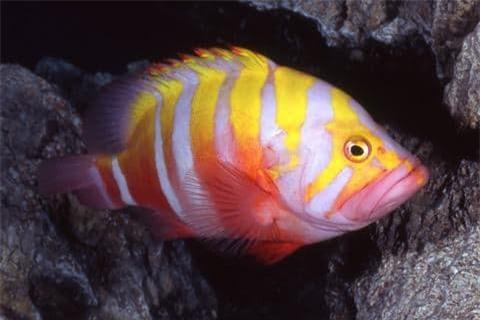 Top 7 siêu cá cảnh “đắt hơn vàng”