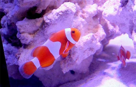 Top 7 siêu cá cảnh “đắt hơn vàng”