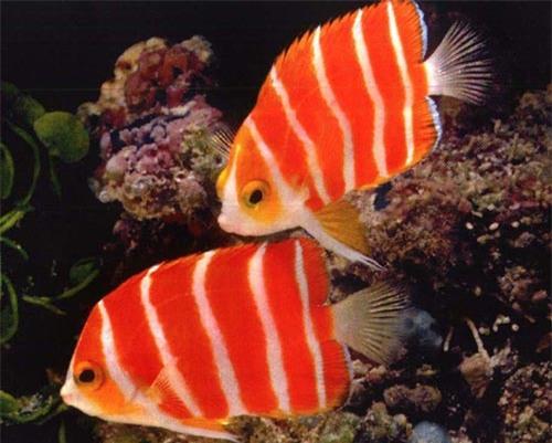 Top 7 siêu cá cảnh “đắt hơn vàng”