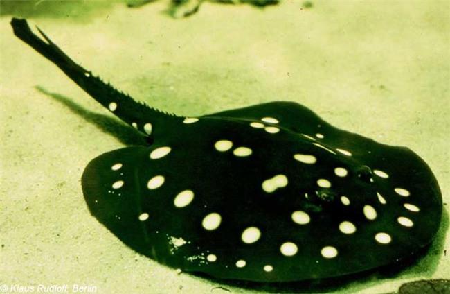 Top 7 siêu cá cảnh “đắt hơn vàng”