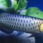 Bảng Giá Cá Rồng - Đặc Điểm Từng Loại Và Cách Nuôi Cá Rồng