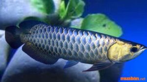 Bảng Giá Cá Rồng - Đặc Điểm Từng Loại Và Cách Nuôi Cá Rồng