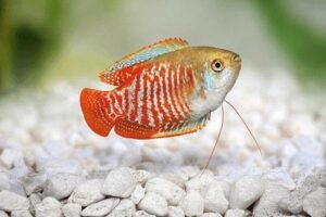 Cá sặc gấm có dữ không? Giá bao nhiêu? Mua ở đâu? Sinh sản thế