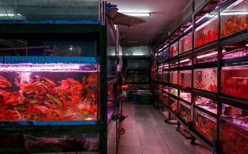 mua cá sặc gấm ở đâu