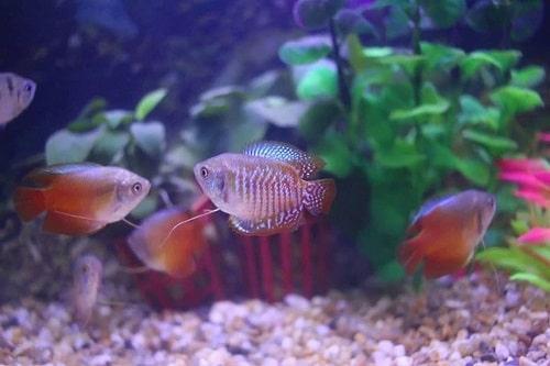 cách nuôi cá sặc gấm