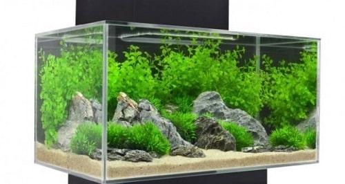 nuôi cá sặc gấm