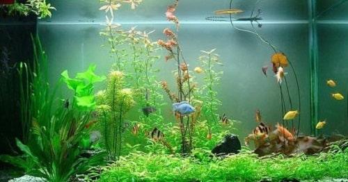 cá sặc gấm nuôi chung với cá nào