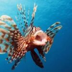 Cá Sư Tử (Cá Mao Tiên) giá bao nhiêu tiền ... - Vương Quốc Loài Vật