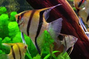Cá Thần Tiên – Đặc điểm, cách nuôi và các loại cá phổ biến hiện