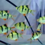Cá tứ vân là gì ? Cách nuôi cá tứ vân - Bế Cá Mini
