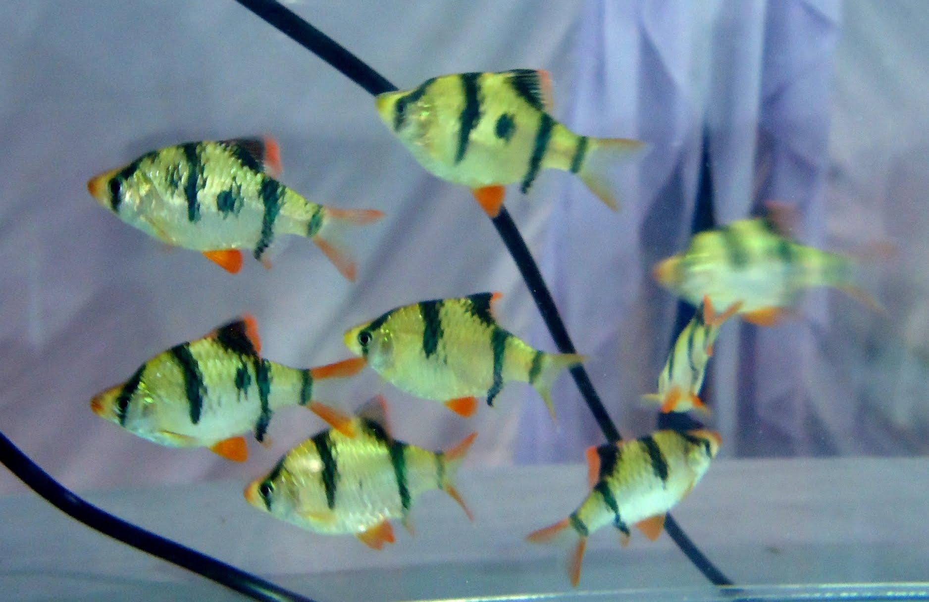 Cá tứ vân là gì ? Cách nuôi cá tứ vân - Bế Cá Mini