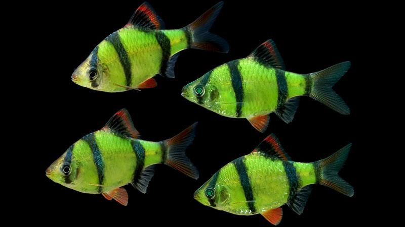 cá tứ vân và cách nuôi cá tứ vân