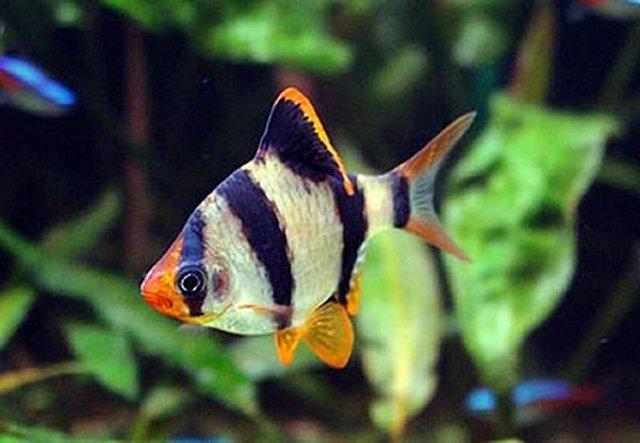 cá tứ vân và cách nuôi cá tứ vân