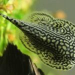 Cá Tỳ Bà Bướm ăn gì? Giá bao nhiêu tiền? Bán ở đâu?