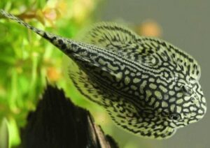 Cá Tỳ Bà Bướm ăn gì? Giá bao nhiêu tiền? Bán ở đâu?