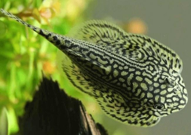 cá tỳ bà bướm