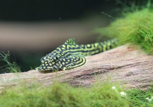 cá tỳ bà bướm sinh sản