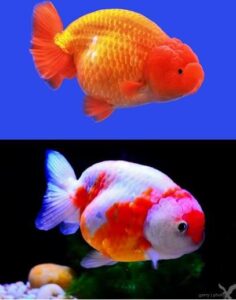 'Giải mã' cá vàng đầu sư tử, cá vàng Ranchu phổ biến trong giới