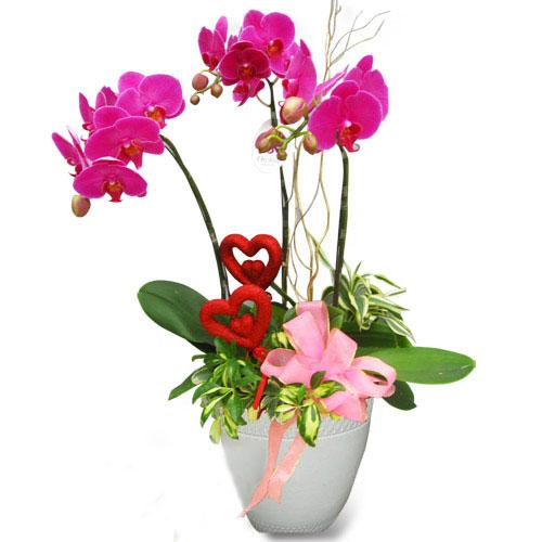 Cuối cùng ta cắm hoa Lan vào chậu lan để bàn