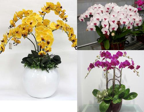 Cắm hoa Lan để bàn, cắm hoa Lan bình cao trong nhà