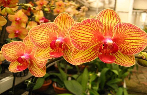 Hoa Lan Hồ Điệp căm bình trang trí mang lại vượng khí tốt
